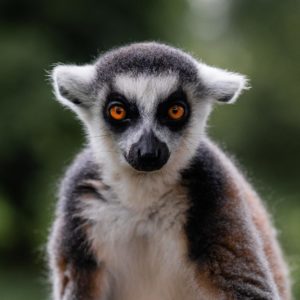 Lemur Ring Tailed Lemer Lemur Experience Meet the Lemurs Feed the Lemurs Wildlife Park Wildlife Park UK Wildlife Park Lincolnshire Wildlife Park Skegness Animal Park Animal Park UK Animal Park Lincolnshire Animal Park Skegness Wild Animals Lemur Species