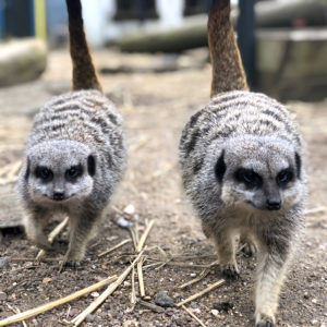 Meerkat Wild Animals Meerkat Experience Feed the Meerkats Wildlife Park Wildlife Park UK Wildlife Park Skegness Wildlife Park Lincolnshire Animal Sanctuary Animal Sanctuary UK Animal Sanctuary Skegness Animal Sanctuary Lincolnshire Where to See Wild Animals Where to See Wild Animals UK Where to See Wild Animals Skegness Where to See Wild Animals Lincolnshire