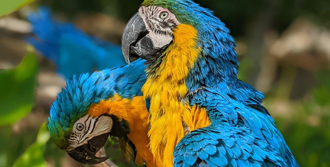 Residents - Parrots - Lincolnshire Wildlife Park