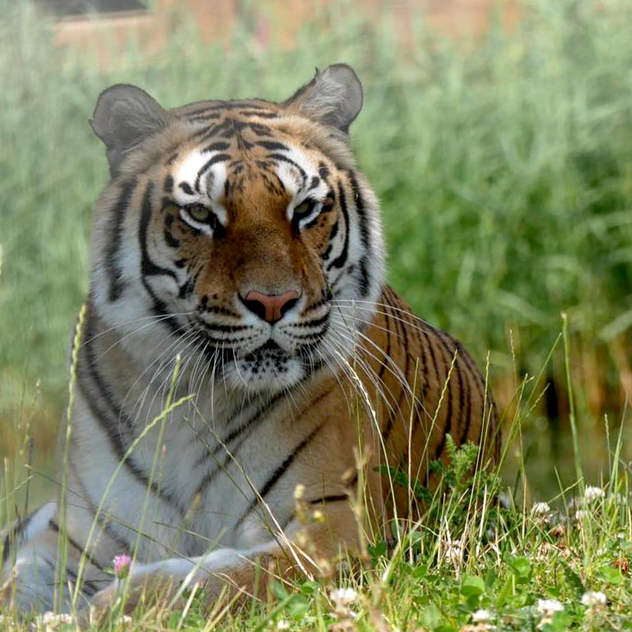 Bengal tiger, meet tigers, tiger experiences, tiger tours, Tigers UK, Lincolnshire zoo, days out with kids, gifts, animal encounters