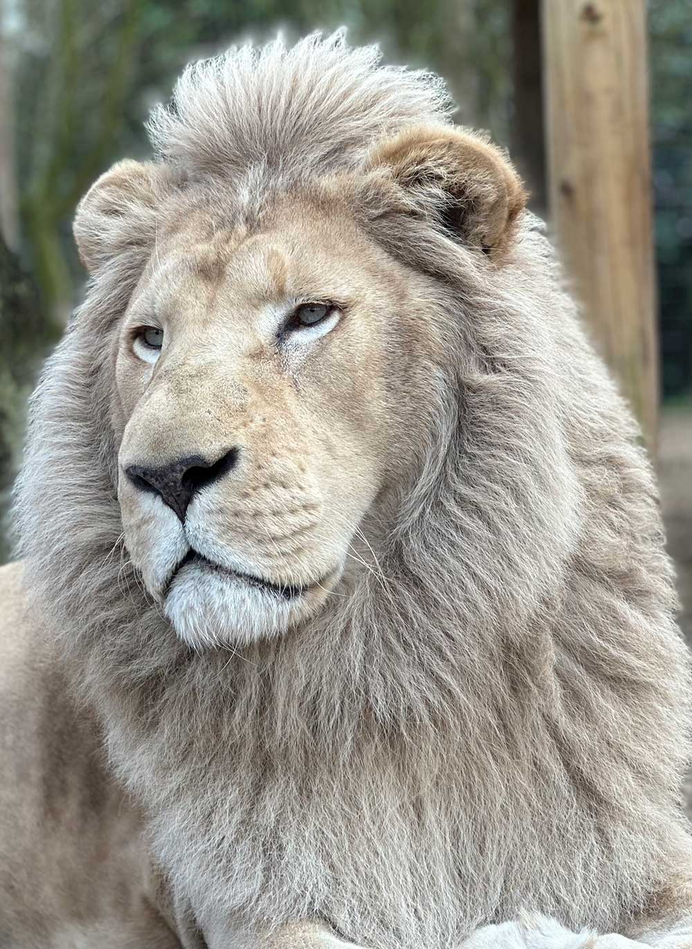 king of the jungle, lion king, white lion rarest lion in the world at lincolnshire zoo animal sanctuary, big cat, parrot zoo, turtle sanctuary, lemurs, monkeys, play parks, african lion