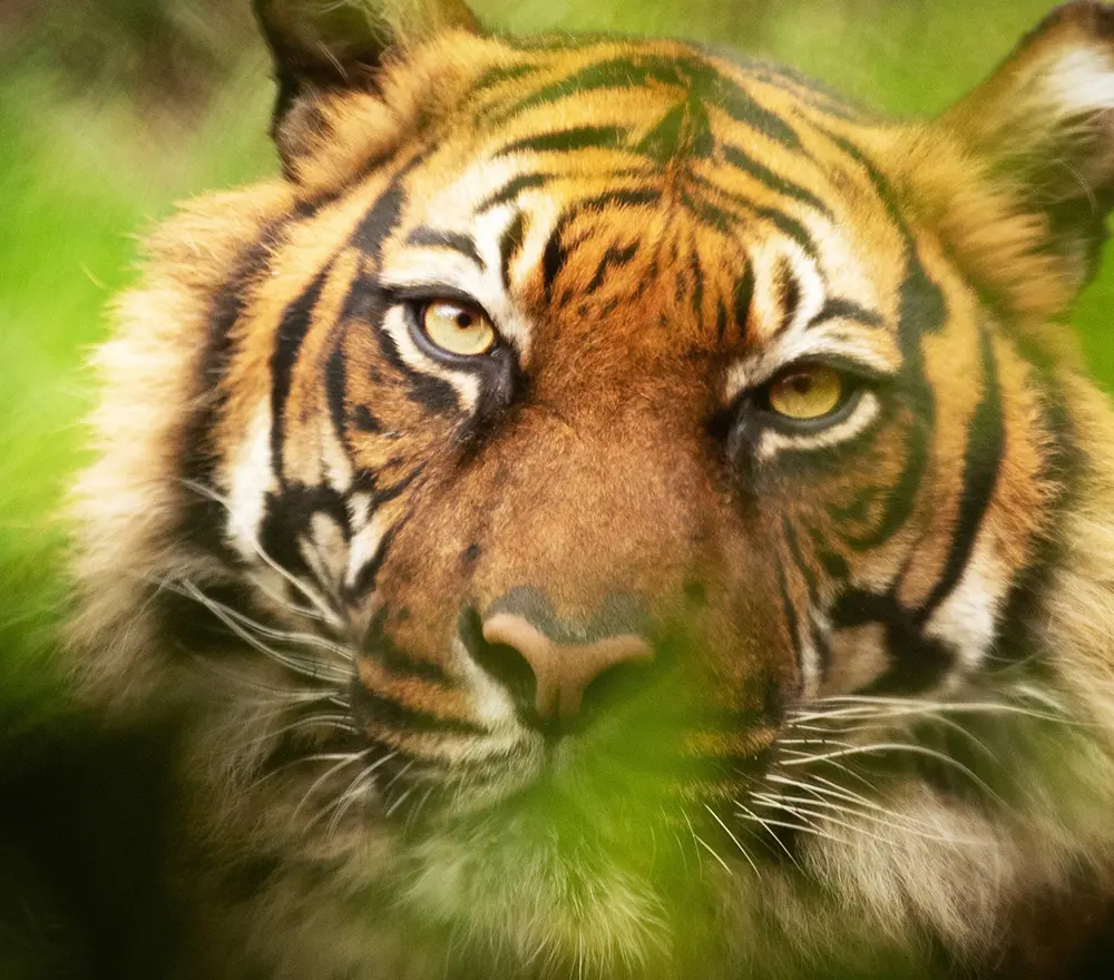 Tiger Experience - Lincolnshire Wildlife Park