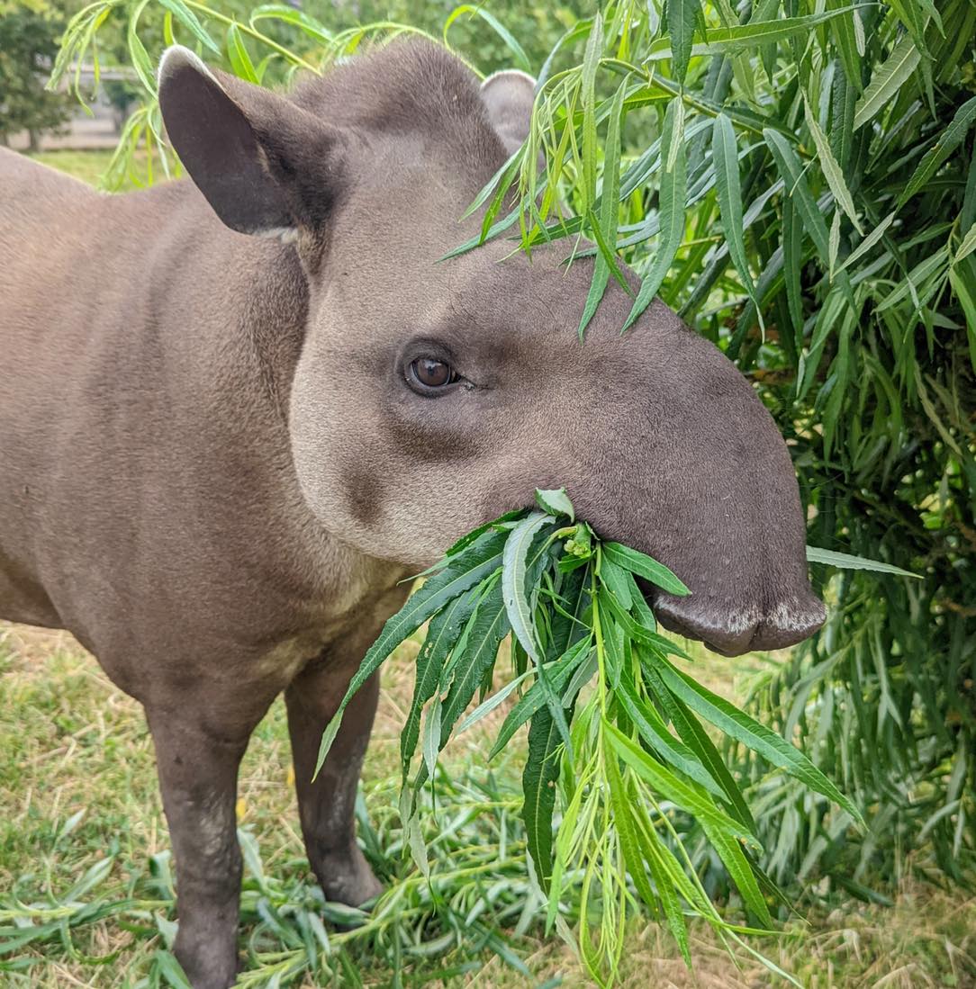 Brazilian Tapir animal sanctuary zoo experience feed treat close encounter