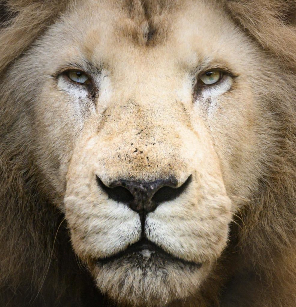 close lion face up close white lion big cat cat lincolnshire skegness boston uk northern england experience animals wildlife charity sanctuary day out close encounter