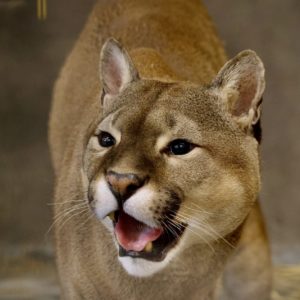 Nigel, puma, mountain lion, cougar, smile cute animals wildlife three legs charity character whiskers cat face, puma experience, puma encounter, puma feed Lincolnshire wildlife park meet animals experience adopt, meet pumas, days out with kids, the charity