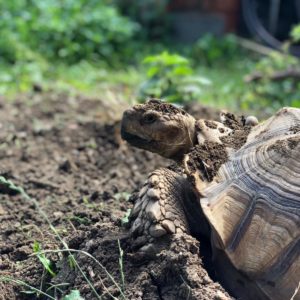 Sulcata, Sulcata experience, tortoise encounter, tortoise experience, kids animal experience, days out with kids, Lincolnshire zoo, zoo