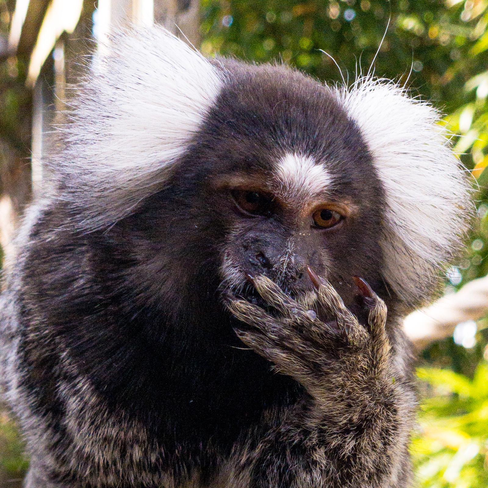 marmoset monkey wildlife animal fluffy animals cute lincolnshire skegness east coast zoo park 