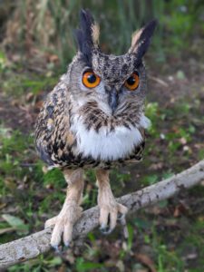 owl eagle owl eyes animals bird eurasian feathers lincolnshire wildlife animals park zoo