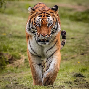 Bengal tiger, meet tigers, tiger experiences, tiger tours, Tigers UK, Lincolnshire zoo, days out with kids, gifts, animal encounters