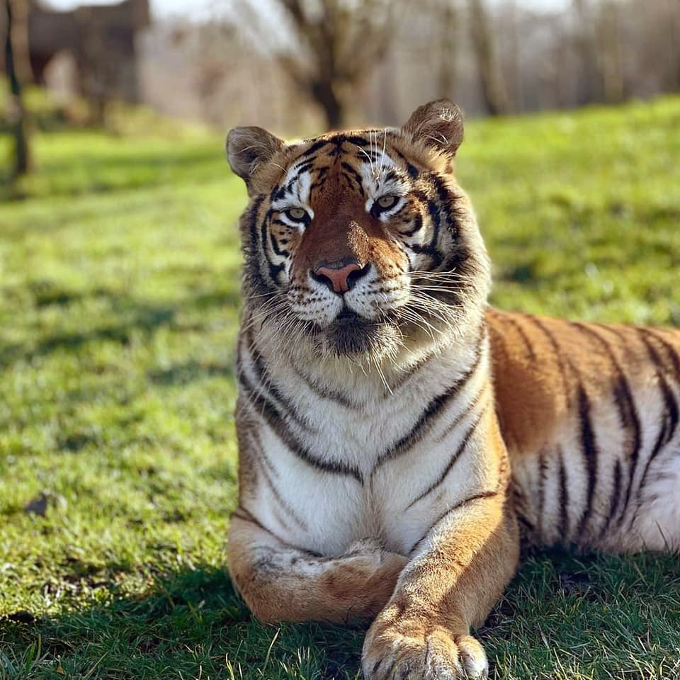 Adopt a Tiger, Tiger tours, VIP tiger meet, Group tiger tours cheap animal experiences, Bengal tigers, Lincolnshire zoo