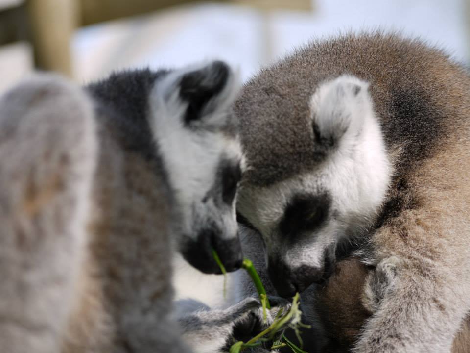 Group of lemurs, ringtailed lemurs, lemur experiences, ring tailed, mammals, animal sanctuary