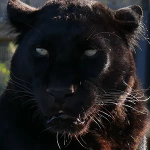 Black leopard experience, Leopard feed, leopard encounter, meet a leopard, leopard enrichment, Lincolnshire zoo, visit animal sanctuary, charity, days out, gift ideas