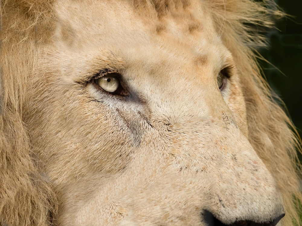 African Lion, white lion, lion, big cat, king, lion king, predator, lion experience, encouter lion, 