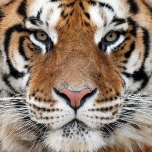 Tiger tours and tiger encounters, tigers UK up close to tigers, Virgin experience days, experience packages Lincolnshire zoo, days out gift packages, bengal tigers