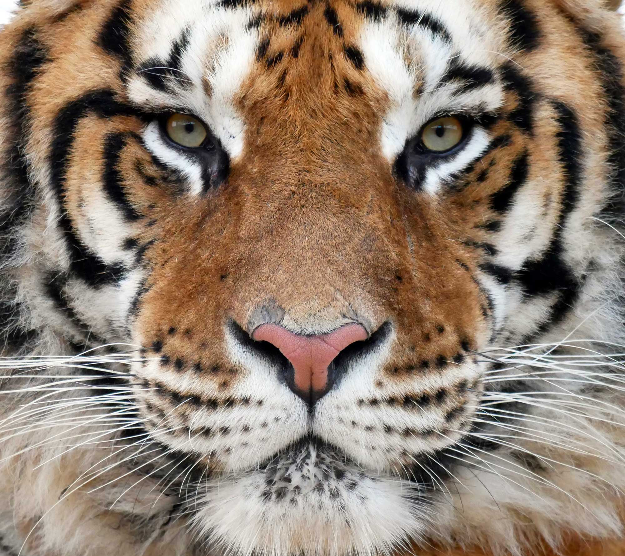 Tiger tours and tiger encounters, tigers UK up close to tigers, Virgin experience days, experience packages Lincolnshire zoo, days out gift packages, bengal tigers