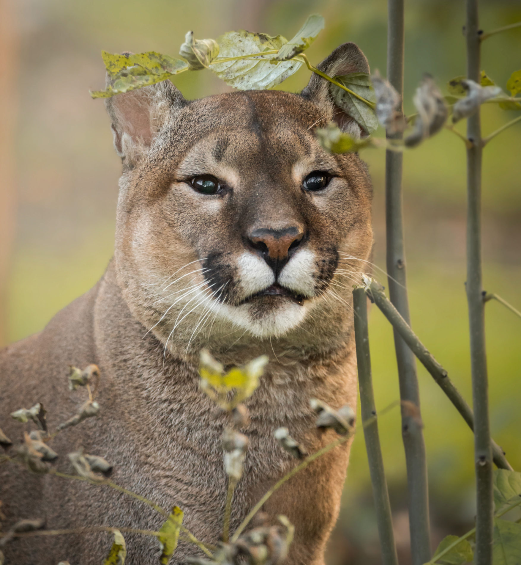 puma, nigel puma, puma experience, mountain lion, mountain lion encounter, puma experience, puma encounter, day out, big cat