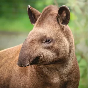 Tapir encounter, Tapir experience, animal encounters, Lincolnshire zoo, days out with kids, gift ideas